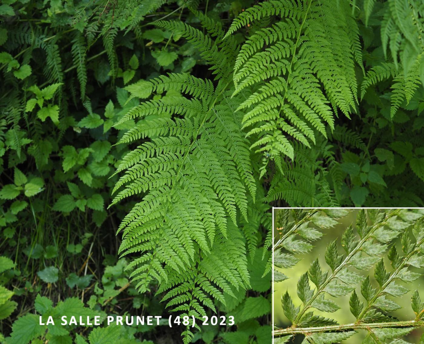 Fern, Soft Shield leaf